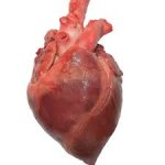 coeur.jpg