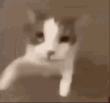 image.gif