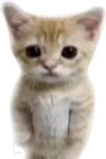 Evade_El_Gato.png.webp