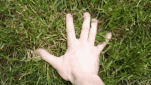 IMG_5652.gif