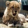 Cheetah